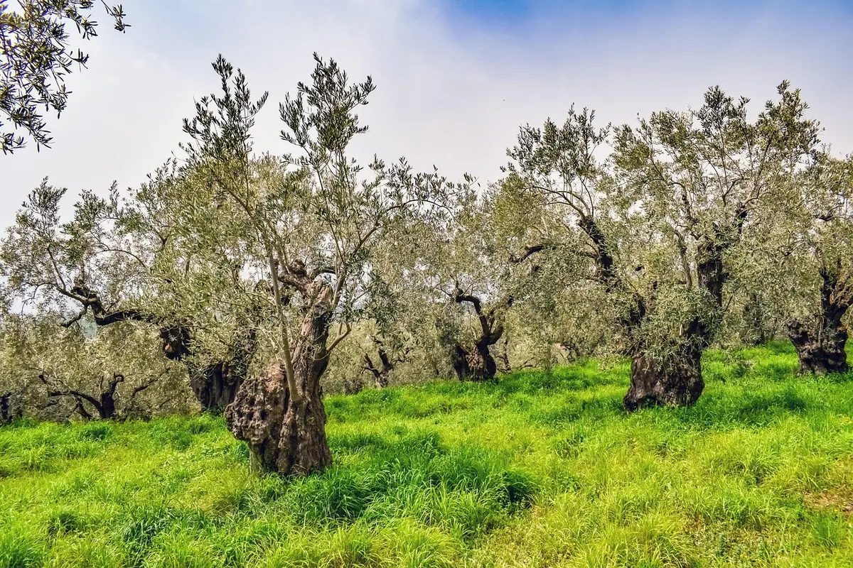 Regional Olive Oil Traditions: A Tasting Tour of Italy, Spain and Greece