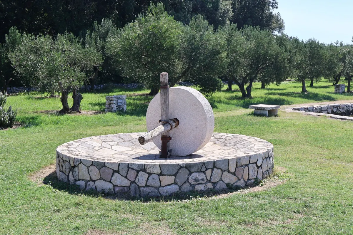 The History of Olive Oil: From Sacred Ritual to Mediterranean Kitchen Staple
